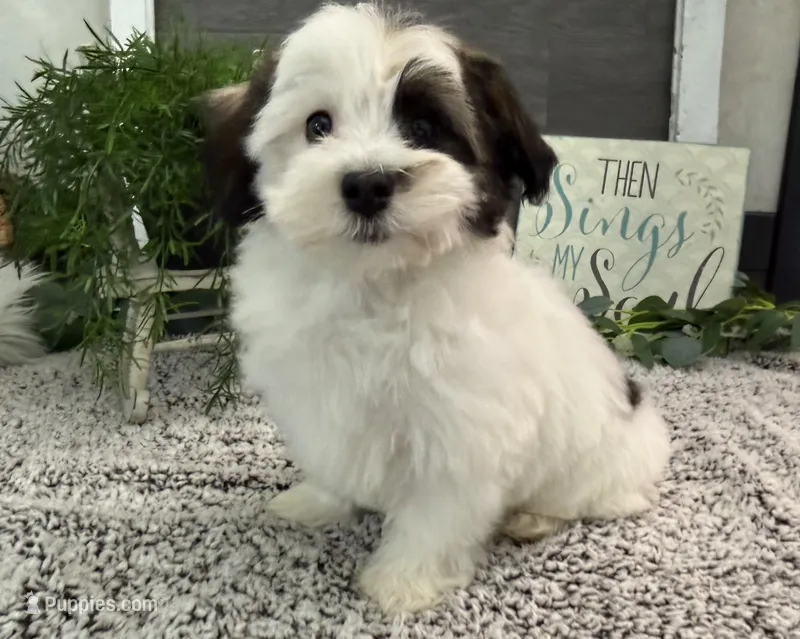 Deacon – Havanese puppy for sale in Shipshewana, IN