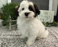 Deacon, a male Havanese for sale in Shipshewana, IN – Photo 1 of 4