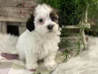 Deacon, a male Havanese for sale in Shipshewana, IN – Photo 4 of 4