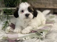 Deacon, a male Havanese for sale in Shipshewana, IN – Photo 2 of 4