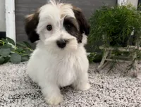 Deacon, a male Havanese for sale in Shipshewana, IN – Photo 2 of 4