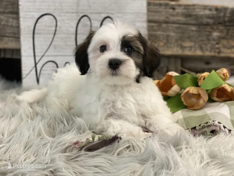 Deacon – Havanese puppy for sale in Shipshewana, IN
