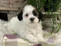 Deacon, a male Havanese for sale in Shipshewana, IN – Photo 3 of 4