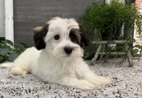 Deacon, a male Havanese for sale in Shipshewana, IN – Photo 4 of 4