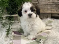 Deacon, a male Havanese for sale in Shipshewana, IN – Photo 1 of 4