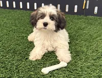 Remington, a male Havanese for sale in Shipshewana, IN – 4 of 7