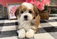Farrah, a female Havanese for sale in Shipshewana, IN – 3 of 6