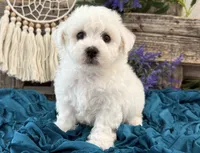 Terrence, a male Bichon Frise for sale in Shipshewana, IN – 4 of 6