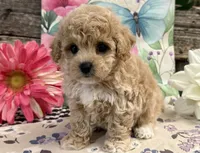 England, a female Bichon Frise and Poodle - Toy  for sale in Shipshewana, IN – 4 of 6