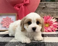Devine, a female Bichon Frise and Cavalier King Charles Spaniel for sale in Shipshewana, IN – 4 of 6