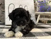 Lando, a male Havanese and Poodle - Toy  for sale in Shipshewana, IN – 2 of 6