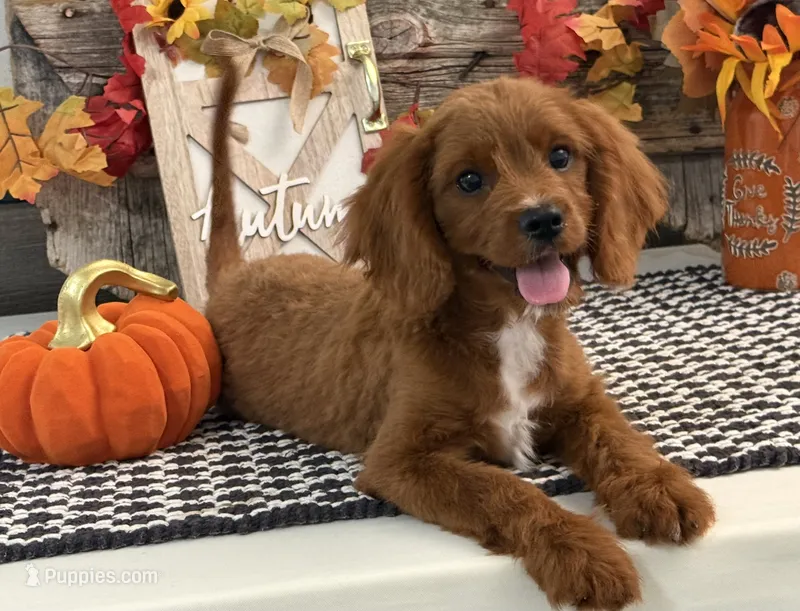 Kyler – Cavalier King Charles Spaniel, Poodle - Toy  puppy for sale in Shipshewana, IN