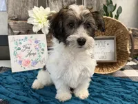 Howell, a male Havanese for sale in Shipshewana, IN – 4 of 6