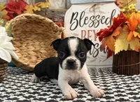 Precious, a female Boston Terrier for sale in Shipshewana, IN – 1 of 6
