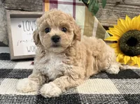 Veda, a female Bichon Frise and Poodle - Toy  for sale in Shipshewana, IN – 2 of 6