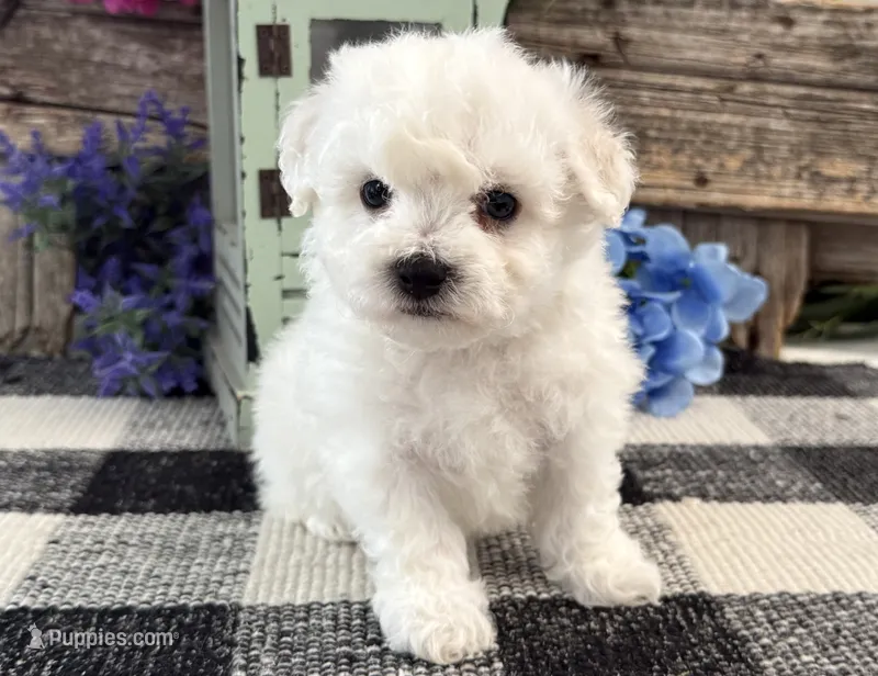Thatcher – Bichon Frise puppy for sale in Shipshewana, IN