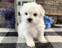 Thatcher, a male Bichon Frise for sale in Shipshewana, IN – 1 of 6