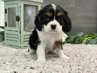 Olsen, a male Cavalier King Charles Spaniel for sale in Shipshewana, IN – Photo 4 of 4