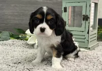 Olsen, a male Cavalier King Charles Spaniel for sale in Shipshewana, IN – Photo 1 of 4