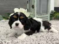 Olsen, a male Cavalier King Charles Spaniel for sale in Shipshewana, IN – Photo 2 of 4