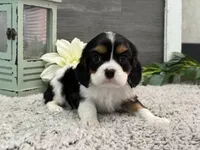 Olsen, a male Cavalier King Charles Spaniel for sale in Shipshewana, IN – Photo 3 of 4