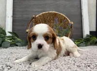 Osceola, a male Cavalier King Charles Spaniel for sale in Shipshewana, IN – Photo 4 of 4