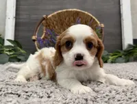 Osceola, a male Cavalier King Charles Spaniel for sale in Shipshewana, IN – Photo 3 of 4