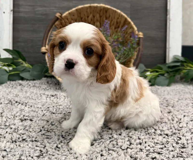 Osceola – Cavalier King Charles Spaniel puppy for sale in Shipshewana, IN