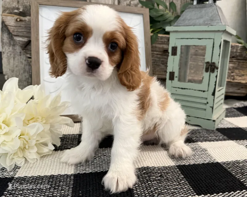 Osceola – Cavalier King Charles Spaniel puppy for sale in Shipshewana, IN