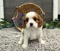 Osceola, a male Cavalier King Charles Spaniel for sale in Shipshewana, IN – Photo 2 of 4