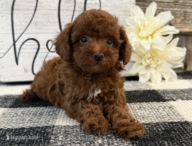 Bailey – Poodle - Toy  puppy for sale in Shipshewana, IN