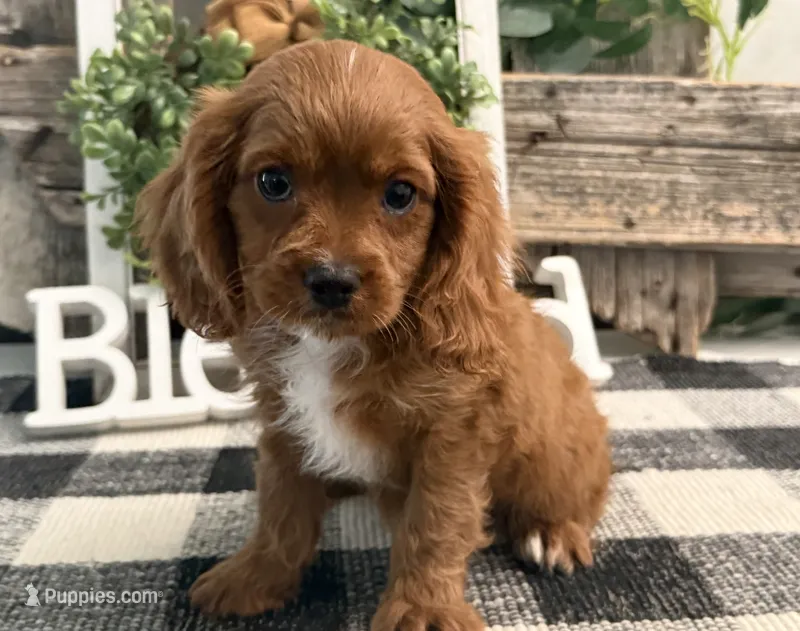 Kyler – Cavalier King Charles Spaniel, Poodle - Toy  puppy for sale in Shipshewana, IN
