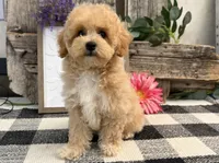 Veda, a female Bichon Frise and Poodle - Toy  for sale in Shipshewana, IN – 4 of 6