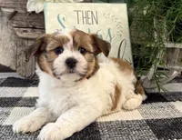 Callie, a male Havanese for sale in Shipshewana, IN – 3 of 6