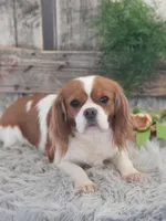 Malibu, a female Cavalier King Charles Spaniel for sale in Shipshewana, IN – Photo 3 of 3