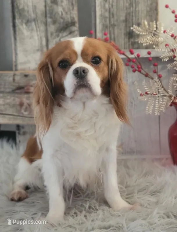 Malibu, a female Cavalier King Charles Spaniel for sale in Shipshewana, IN – Photo 1 of 3