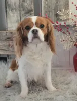 Malibu, a female Cavalier King Charles Spaniel for sale in Shipshewana, IN – Photo 1 of 3