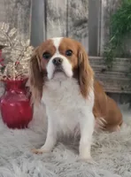 Malibu, a female Cavalier King Charles Spaniel for sale in Shipshewana, IN – Photo 2 of 3