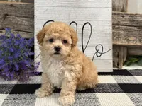 Monroe, a male Havapoo for sale in Shipshewana, IN – Photo 2 of 6