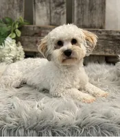 Monroe, a male Havapoo for sale in Shipshewana, IN – Photo 6 of 6