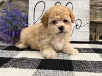 Monroe, a male Havapoo for sale in Shipshewana, IN – Photo 3 of 6