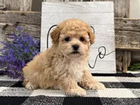 Monroe, a male Havapoo for sale in Shipshewana, IN – Photo 4 of 6