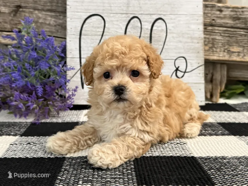 Monroe – Havapoo puppy for sale in Shipshewana, IN