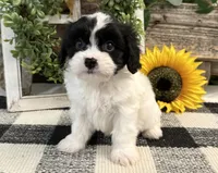 Niles, a male Bichon Frise and Cavalier King Charles Spaniel for sale in Shipshewana, IN – 2 of 6