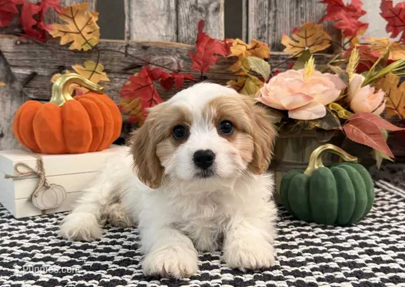 Norse – Bichon Frise, Cavalier King Charles Spaniel puppy for sale in Shipshewana, IN