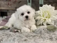 Beckham, a male Bichon Frise for sale in Shipshewana, IN – Photo 2 of 4