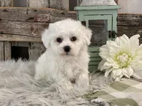 Beckham, a male Bichon Frise for sale in Shipshewana, IN – Photo 3 of 4