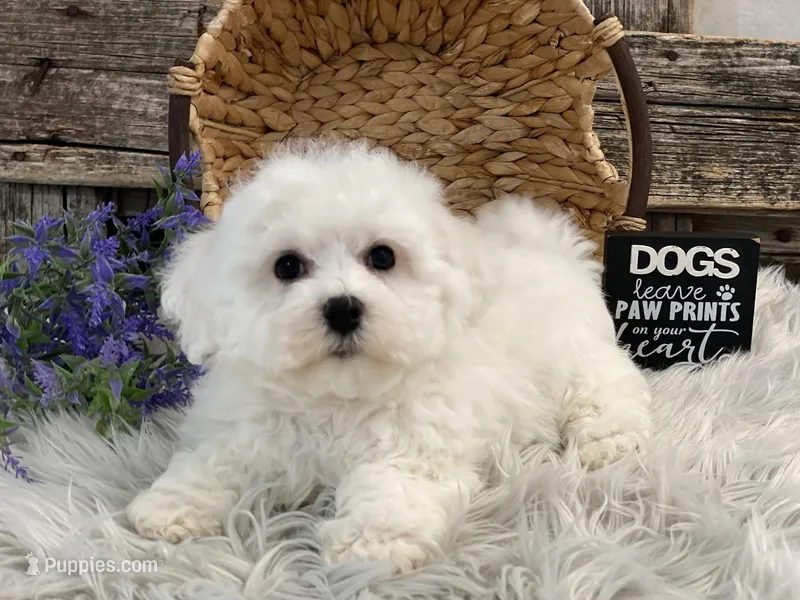 Beckham – Bichon Frise puppy for sale in Shipshewana, IN
