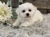 Beckham, a male Bichon Frise for sale in Shipshewana, IN – Photo 4 of 4