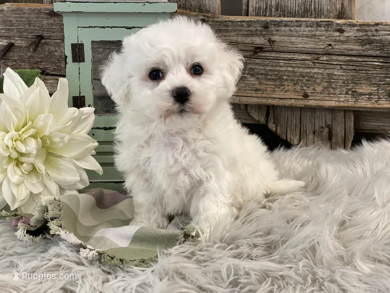 Beckham, a male Bichon Frise for sale in Shipshewana, IN – Photo 1 of 4